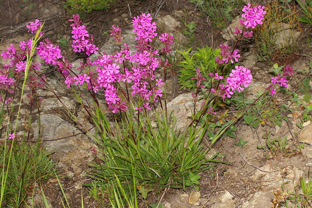 Viscaria vulgaris (=Lychnis viscaria) /Crotonella vischiosa